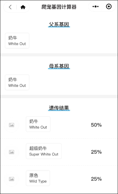 墨西哥网友意外孵化的超级奶牛，延续着肥尾守宫难逃的致命魔咒！(图1)