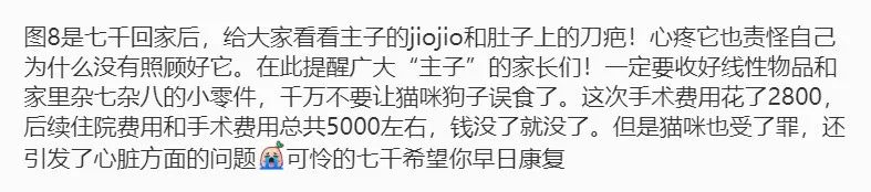 网友出差半个月，猫咪独自在家死亡！留8斤猫粮害死了银渐层(图10)