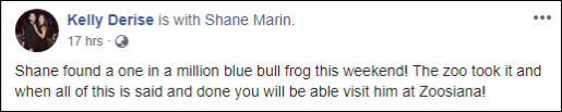 网友发现了一只蓝色野生大牛蛙，吃还是不吃这是一个问题(图4)
