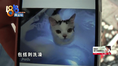 猫咪洗澡后这一步骤完全没必要！又有几只猫接连因此不幸死亡(图5)