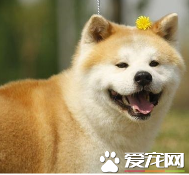 秋田犬熟习难度 秋田犬的熟习难度平淡