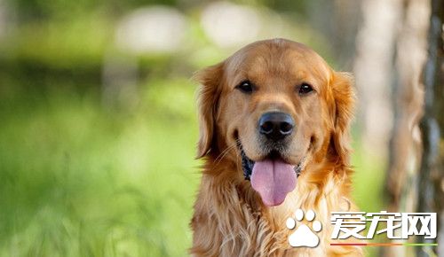 杜宾犬好训吗 每个口令或者举措都要时常坚韧