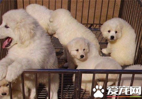 表露熊犬会护主吗 练习表露熊犬护主的方式