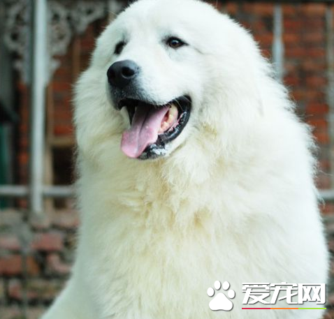 表露熊犬怎么样练习 处罚是遏止犬的没有良行动的灵验手法