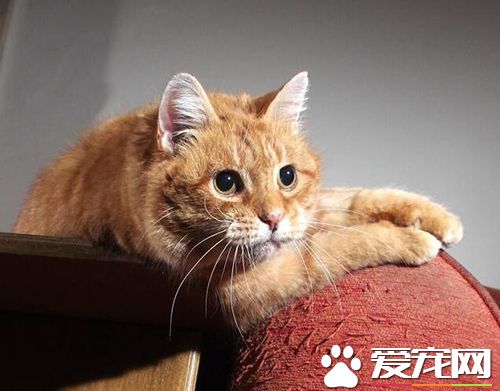 猫抓家具怎样办  预防猫乱抓家具的办法引见