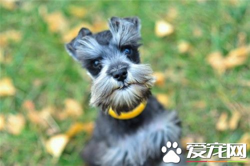 德国牧羊犬的练习方式 最好的练习时间是2到3月龄