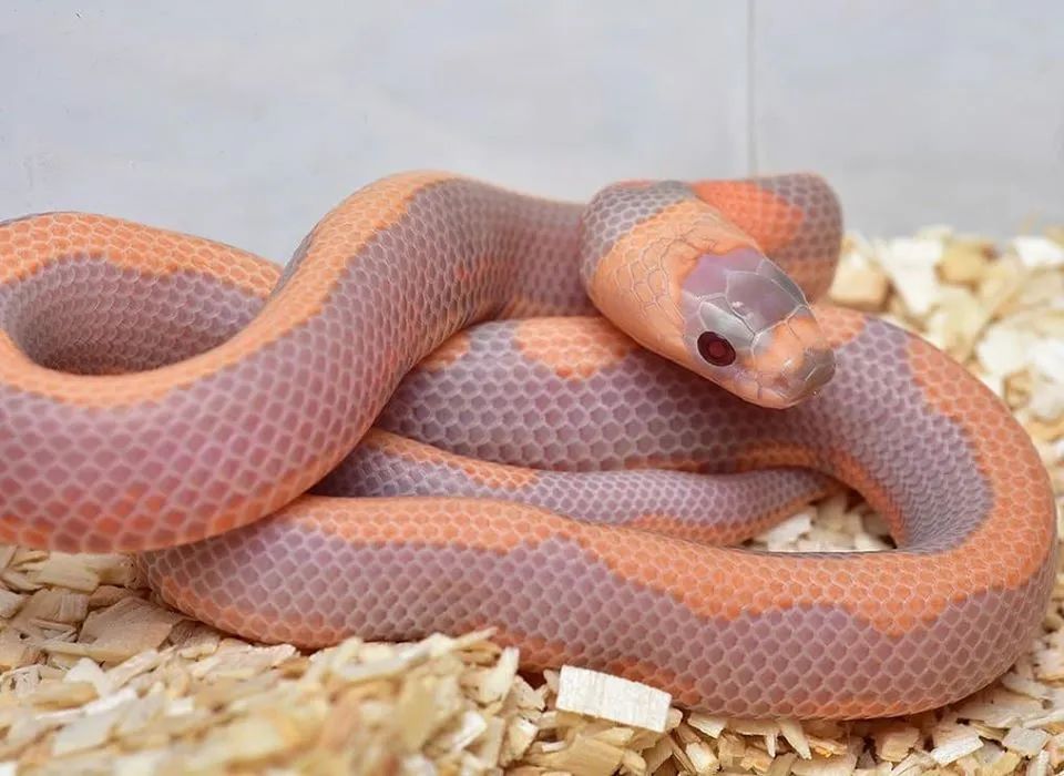 分享几例颜色和纹路俱佳的杂交宠物蛇(图13)