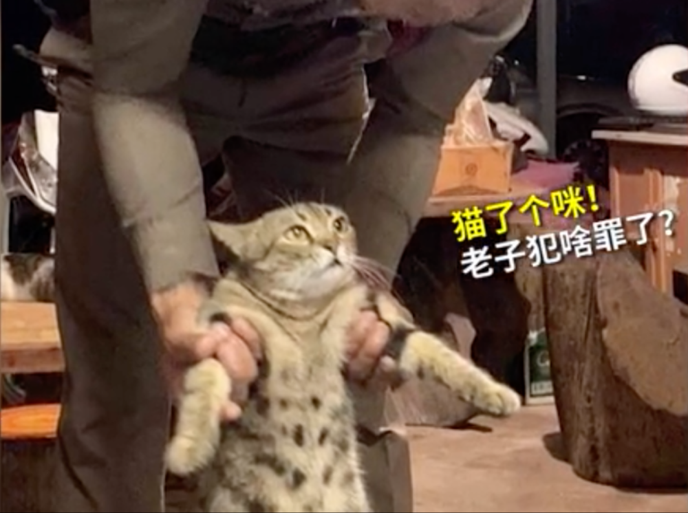 猫咪深夜外出被捕后拍照成网红！这么做，竟能让猫多活10年(图4)