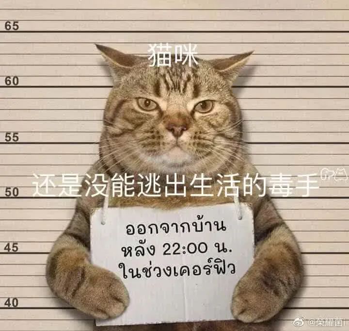 猫咪深夜外出被捕后拍照成网红！这么做，竟能让猫多活10年(图8)