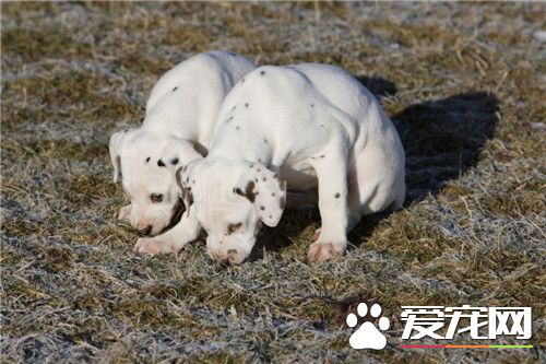 大麦町犬怎样练习 不妨采取板滞刺激练习法