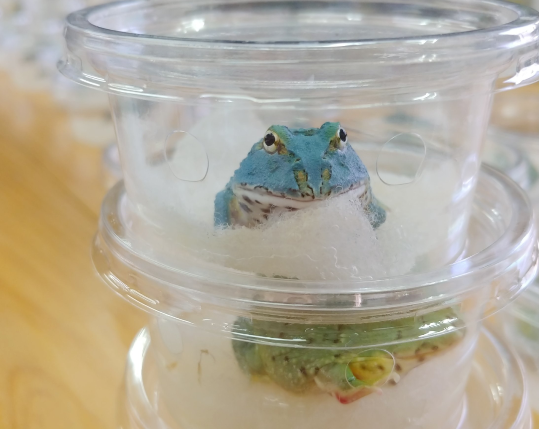 日本角蛙繁育大神的“梦幻天蓝”角蛙，售价堪称业界良心！(图26)
