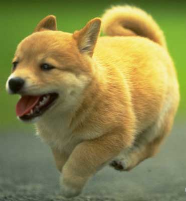 冬季带犬散步须知