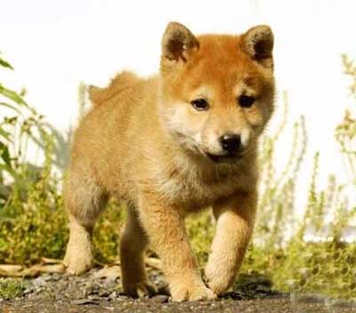 犬做错事时的状态