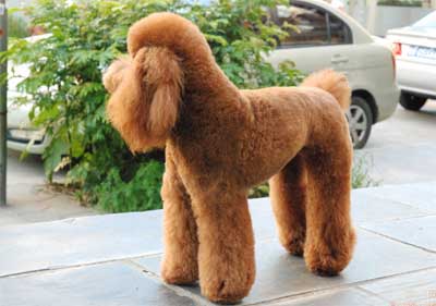 贵宾犬毛发修剪方法