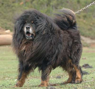 人们养狗的目的