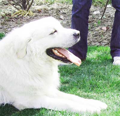 为何要为犬梳刷体毛?