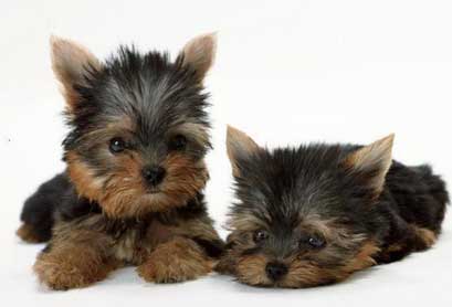 给狗美容不要忘了耳螨