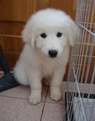 给犬洗澡应准备什么?