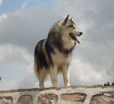 给狗剪趾甲耐心不可少