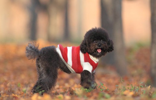 快乐训犬的秘诀