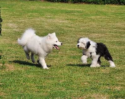 了解犬身上的汗腺