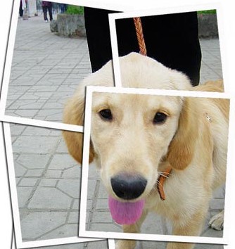 给爱犬做早餐的学问多