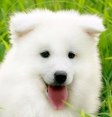 解析犬身上异味来源以及洗澡问题