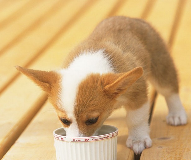 给幼犬吃食的秘诀
