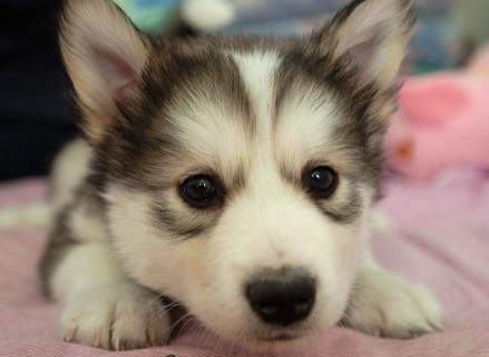 给幼犬接种疫苗应注意的事项