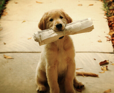 让宠物狗玩玩具应了解的事项