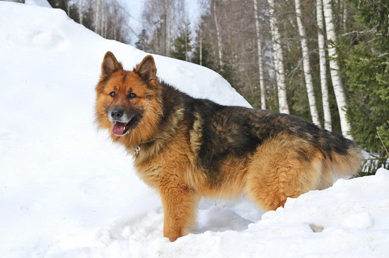 德国牧羊犬吃什么佳 德牧豢养饮食注沉事项3