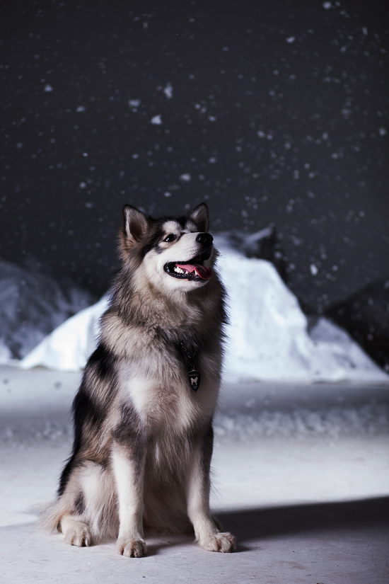 阿拉斯加犬何如养 阿拉斯加雪橇犬养殖办法