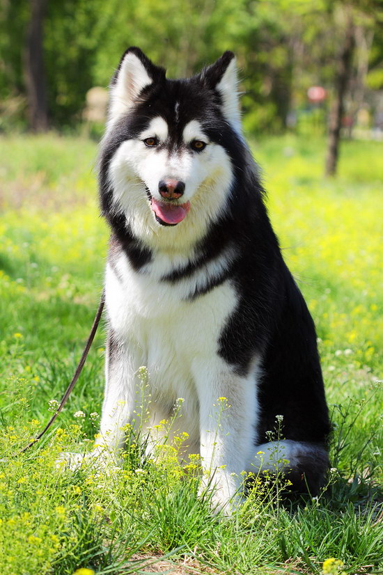 阿拉斯加犬何如养 阿拉斯加雪橇犬养殖办法0