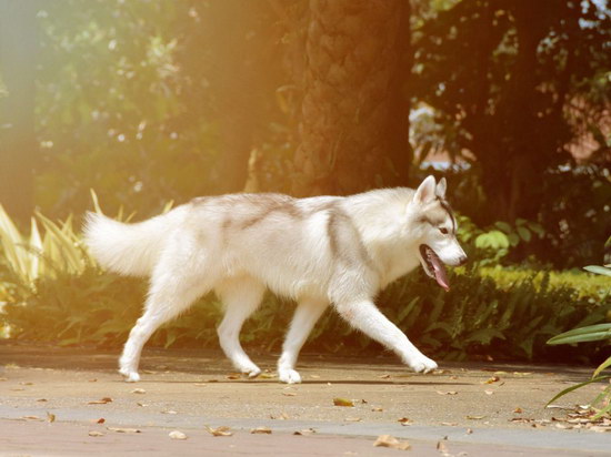 狗狗缺钙的症候是什么?狗狗缺钙的缘故有哪些?怎样保养?1