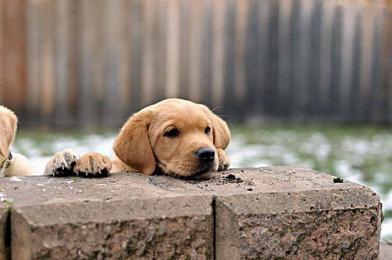 2个月的小拉布拉多犬怎样养 拉布拉多犬豢养指南手册