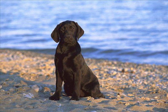 2个月的小拉布拉多犬怎样养 拉布拉多犬豢养指南手册3