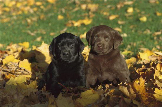 2个月的小拉布拉多犬怎样养 拉布拉多犬豢养指南手册1