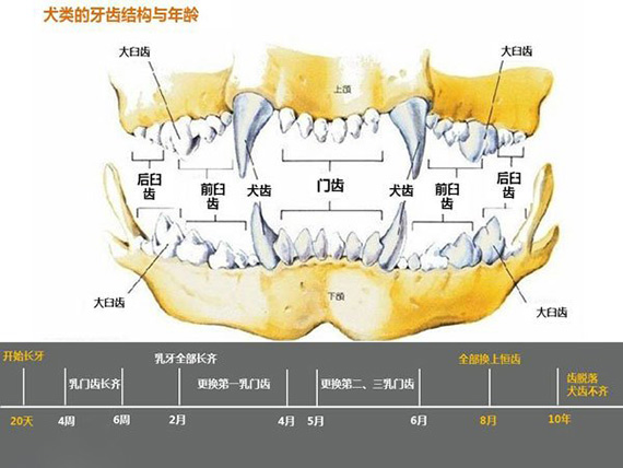 狗狗牙齿年纪图解 狗狗年纪牙齿对于照表1