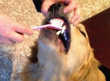 狗狗牙结石怎样去除 狗狗牙结石防止清算方式1