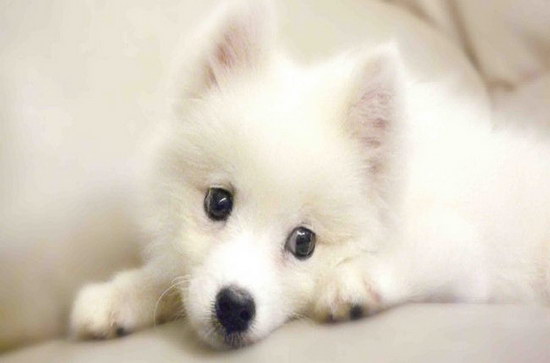 银狐犬怎样养 银狐犬豢养常识1