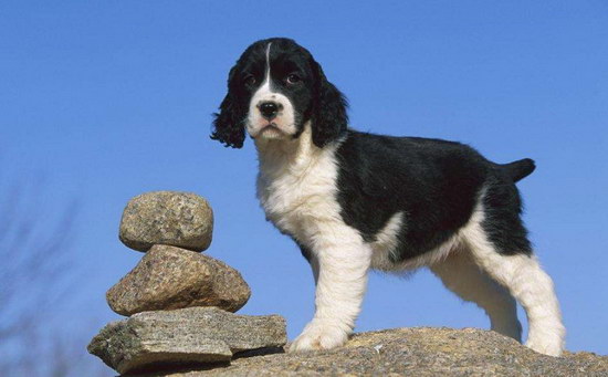 史宾格犬怎样养 英国史宾格犬豢养方式及注沉事项1