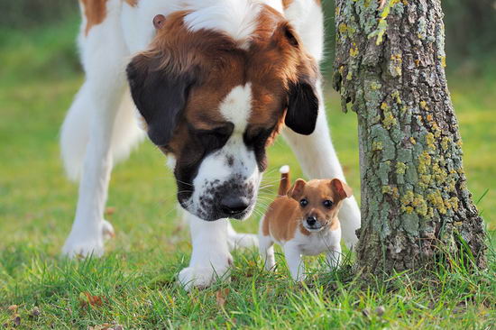 圣伯纳犬怎样养 圣伯纳犬豢养办法引见1