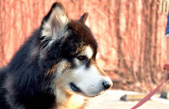 阿拉斯加雪橇犬怎样美容 阿拉斯加美容注沉事项