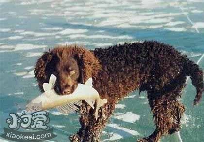 美国水猎犬怎样养 美国水猎犬瞅护知识