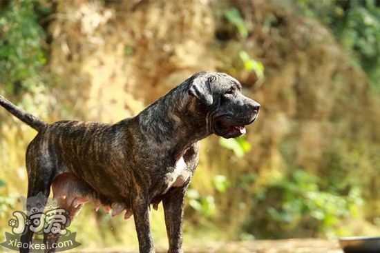 加纳利犬什么时间挨疫苗 西班牙加纳利犬挨疫苗注重事项1