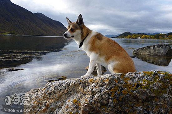 挪威伦德猎犬怎样养 挪威伦德猎犬豢养心得1