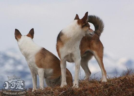 挪威伦德猎犬耳朵怎样干洁 挪威伦德猎犬耳朵瞅护方式1