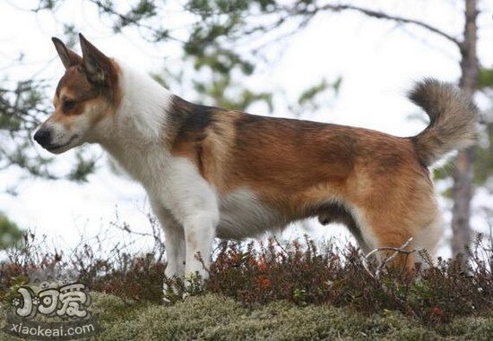 挪威伦德猎犬叼物品怎样熟习 挪威伦德猎犬拣物品熟习教程1