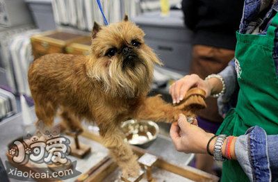 布鲁塞我格里芬犬渺小罕睹症候有什么