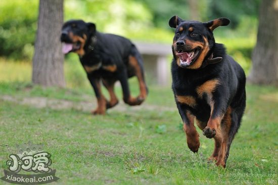 罗威纳犬怎样练习瞅家 罗威纳犬瞅家练习